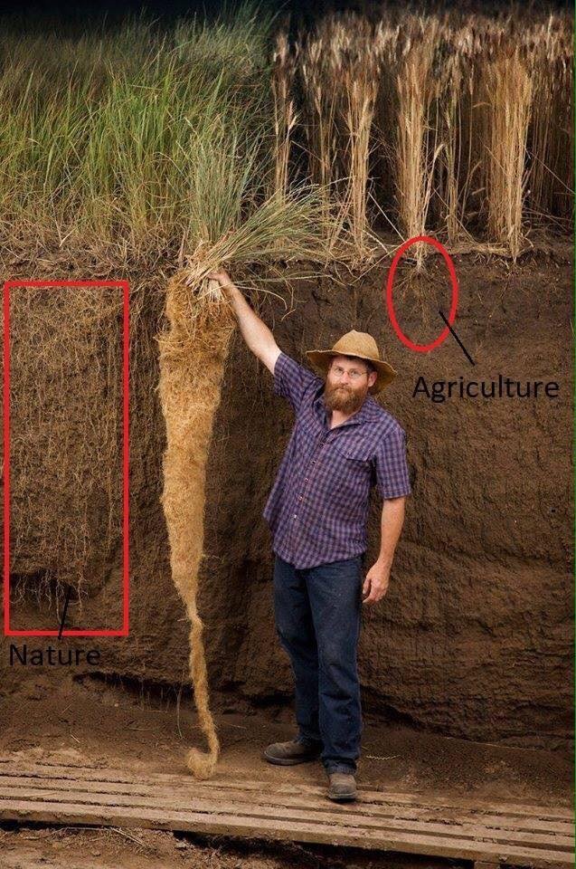 Land Institute researcher, Jerry Glover, holding an example of kernza, a perennial wheatgrass plant. Compare the root network of the perennial plants (left) to that of traditional bread wheat (right).
