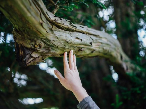 Do Trees Have Rights? Toward an Ecological&nbsp;Politics